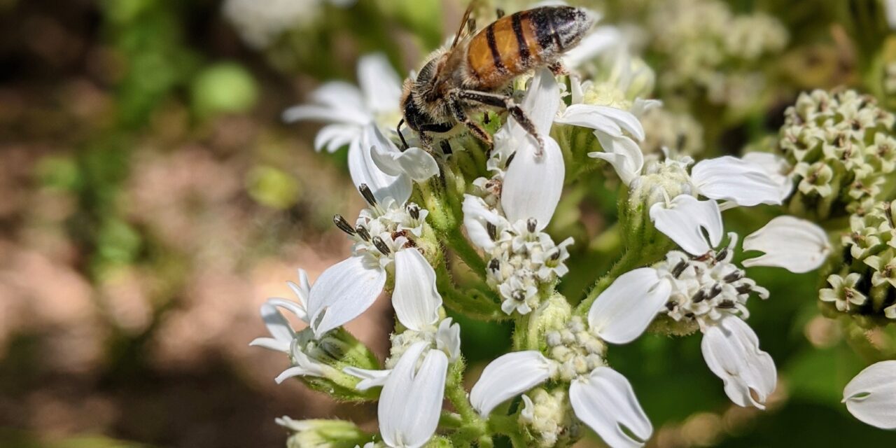 1-allergie occhi cosa sono, cause, cure e terapie – congiuntiviti allergiche cure