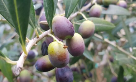 Cure naturali allergie occhi: olio di oliva e polline