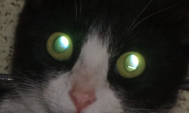 Traumi agli occhi (lesioni da petardi)