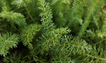 Artemisia e assenzio rimedi naturali per gli occhi