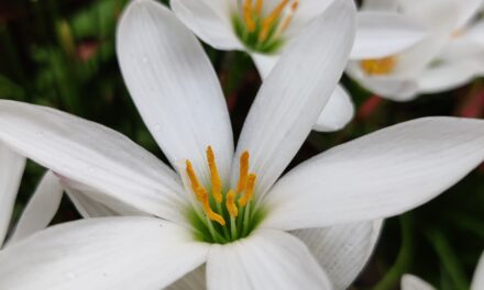 Zafferano efficace protettore degli occhi