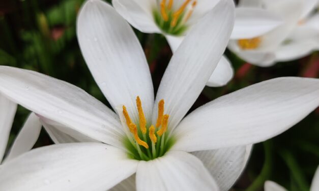 Zafferano efficace protettore degli occhi