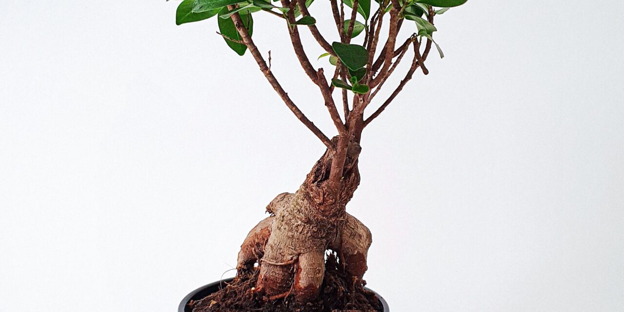 Ginseng rimedio naturale per occhi