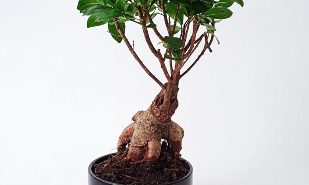 Ginseng rimedio naturale per occhi