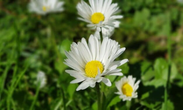 Rinocongiuntivite allergica e occhi