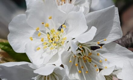 Cure e rimedi naturali per congiuntiviti