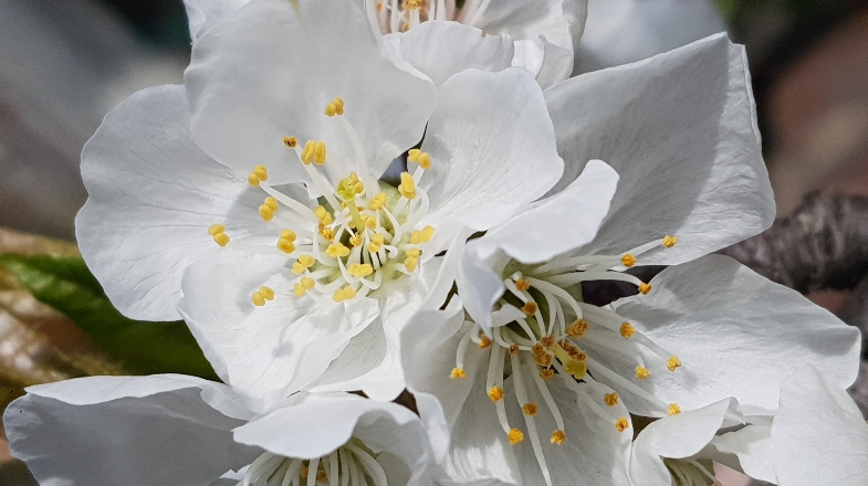 Cure e rimedi naturali per congiuntiviti