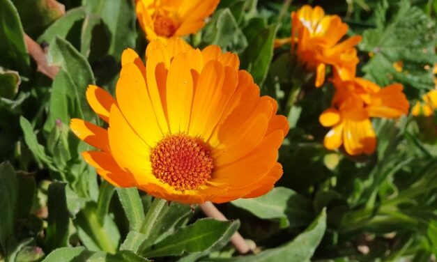 Rimedi e cure naturali per gli occhi