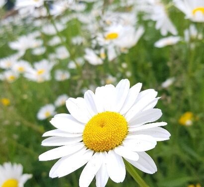 Cure naturali per allergie