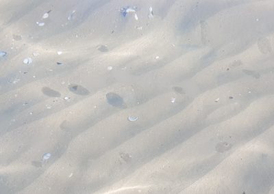 noci di mare e miodesopsie