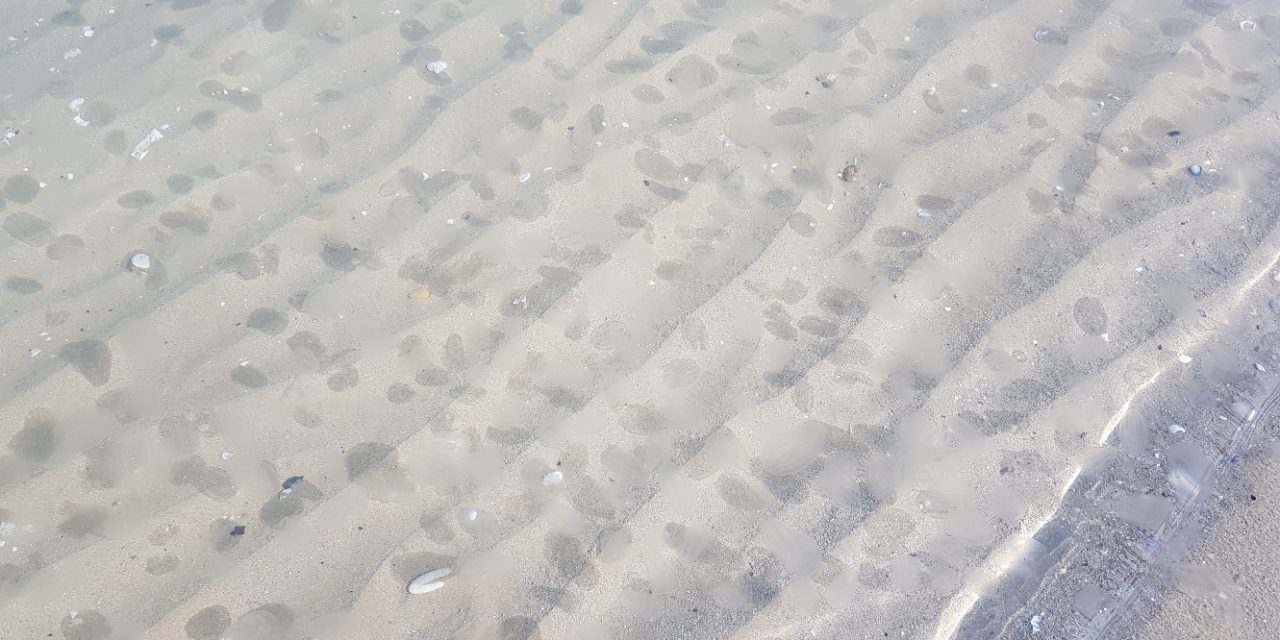 Cause miodesopsie – corpi mobili – distacco posteriore vitreo