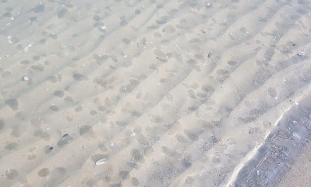 Cause miodesopsie – corpi mobili – distacco posteriore vitreo