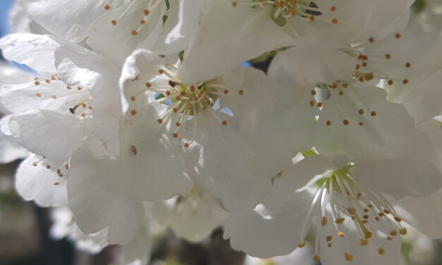 Allergie occhi e pollini