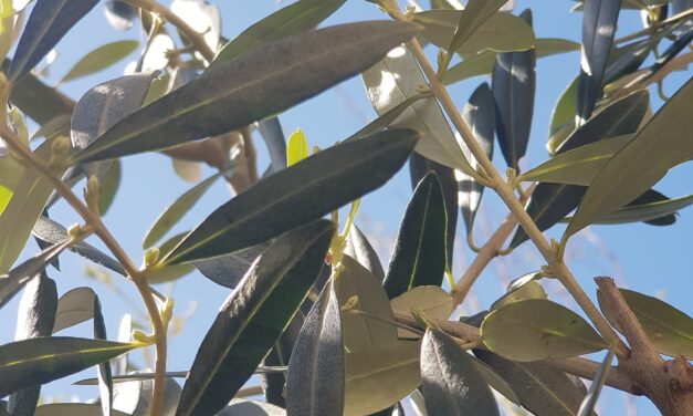 Integratori naturali per il vitreo