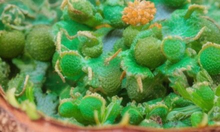 Asse intestino occhio (1): microbiota e immunità