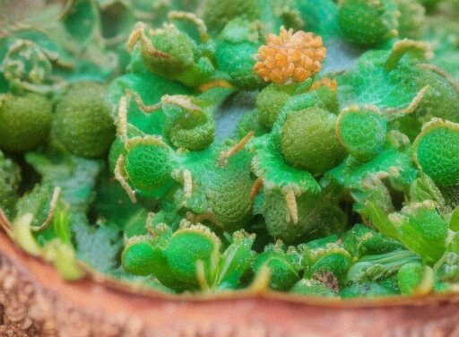 MIcrobioma oculare e microbiota oculare